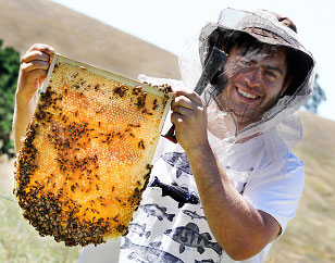 Natural Beekeeping Australia Warre Honey Frame